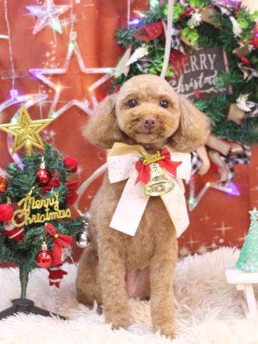 20231229モカちゃん